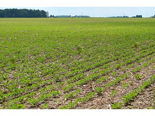 Property photo 134 - LAND AUCTION - 700+/- ACRES OFFERED IN 16 TRACTS IN ALLEN COUNTY, INDIANA